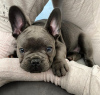 Photo №1. french bulldog - for sale in the city of Berlin | negotiated | Announcement № 121757