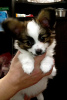 Photo №1. papillon dog - for sale in the city of Dnipro | 700$ | Announcement № 40852