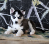 Photo №4. I will sell siberian husky in the city of Даллас.  - price - 330$