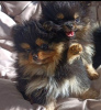 Photo №2 to announcement № 104178 for the sale of pomeranian - buy in Serbia 