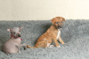 Additional photos: Mexican naked girls puppies - xoloitzcuintli