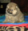 Additional photos: Pomeranian Spitz, sable puppies!