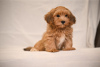 Photo №4. I will sell havanese dog in the city of Belgrade. breeder - price - negotiated