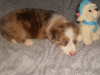 Photo №4. I will sell australian shepherd in the city of Dragsvik. private announcement - price - Is free