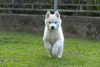 Photo №4. I will sell siberian husky in the city of Belgrade.  - price - 1057$