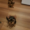 Photo №1. yorkshire terrier - for sale in the city of Rezekne | 370$ | Announcement № 66318