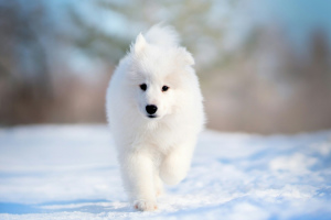 Photo №1. samoyed dog - for sale in the city of Tyumen | 234$ | Announcement № 1815