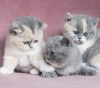 Photo №4. I will sell british shorthair in the city of Florida. private announcement, breeder - price - 300$