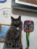 Photo №4. I will sell maine coon in the city of Kamenskoe. from nursery, breeder - price - 800$