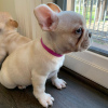 Additional photos: French bulldog puppies for sale