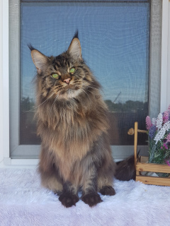 Photo №2 to announcement № 3422 for the sale of maine coon - buy in Russian Federation from nursery