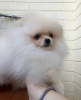 Photo №3. Pomeranian Spitz. Spain