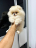 Photo №3. Pomeranian Spitz, puppies of the highest quality. Serbia