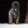 Photo №2 to announcement № 50394 for the sale of bullmastiff - buy in Australia private announcement