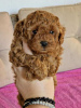 Photo №3. Beautiful toy poodle puppies. Serbia