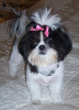 Photo №2 to announcement № 9234 for the sale of shih tzu - buy in United States breeder
