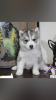 Additional photos: Siberian Husky puppies