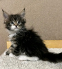 Photo №1. maine coon - for sale in the city of Gy | 423$ | Announcement № 117287