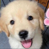 Photo №1. golden retriever - for sale in the city of Yerevan | negotiated | Announcement № 87443