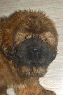 Photo №4. I will sell tibetan mastiff in the city of Москва. from nursery - price - 2364$