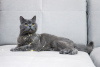 Photo №3. Young British cat Oxford is looking for a home. Russian Federation