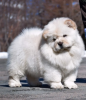 Photo №1. chow chow - for sale in the city of Stockholm | negotiated | Announcement № 113205