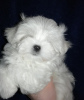 Photo №1. maltese dog - for sale in the city of Pskov | 732$ | Announcement № 10026