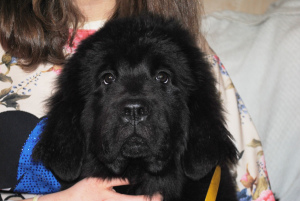 Photo №1. newfoundland dog - for sale in the city of Saratov | 382$ | Announcement № 2027