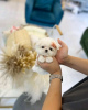 Photo №1. maltese dog - for sale in the city of Montreal | 500$ | Announcement № 103603