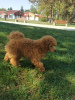 Photo №4. I will sell poodle (toy) in the city of Belgrade. breeder - price - negotiated