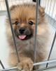 Additional photos: Pomeranian baby