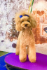 Photo №1. poodle (toy) - for sale in the city of Minsk | 2642$ | Announcement № 41070