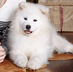 Photo №2 to announcement № 1087 for the sale of samoyed dog - buy in Russian Federation private announcement