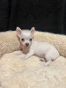 Photo №2 to announcement № 84076 for the sale of chihuahua - buy in United States private announcement