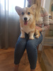 Photo №2 to announcement № 9273 for the sale of welsh corgi - buy in Belarus from nursery