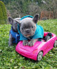 Photo №1. french bulldog - for sale in the city of Грюнвальд | 260$ | Announcement № 30011