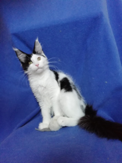 Photo №2 to announcement № 6149 for the sale of maine coon - buy in Russian Federation from nursery, breeder