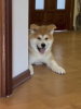 Photo №4. I will sell akita in the city of Odessa. private announcement - price - negotiated