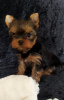Photo №1. yorkshire terrier - for sale in the city of Балыкесир | 500$ | Announcement № 43730