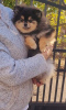 Additional photos: Pomeranian BOO Puppies of the highest quality