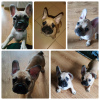 Photo №1. french bulldog - for sale in the city of Warsaw | 677$ | Announcement № 40302