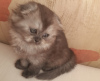 Photo №1. british shorthair - for sale in the city of Riga | 544$ | Announcement № 9347