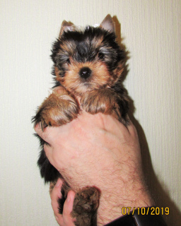 Photo №4. I will sell yorkshire terrier in the city of St. Petersburg. from nursery - price - 260$