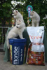 Photo №2 to announcement № 106621 for the sale of siberian husky - buy in Serbia 