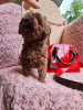 Additional photos: DARK RED TOY POODLE