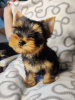 Photo №2 to announcement № 34224 for the sale of yorkshire terrier - buy in Serbia breeder