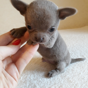 Photo №2 to announcement № 5165 for the sale of chihuahua - buy in Russian Federation from nursery