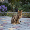Photo №2 to announcement № 15917 for the sale of bengal cat - buy in Russian Federation private announcement, from nursery, breeder