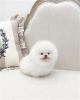 Photo №2 to announcement № 103597 for the sale of pomeranian - buy in Canada private announcement