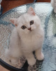 Photo №2 to announcement № 37169 for the sale of british shorthair - buy in United States private announcement